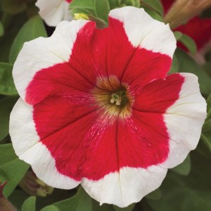 Hulahoop Red